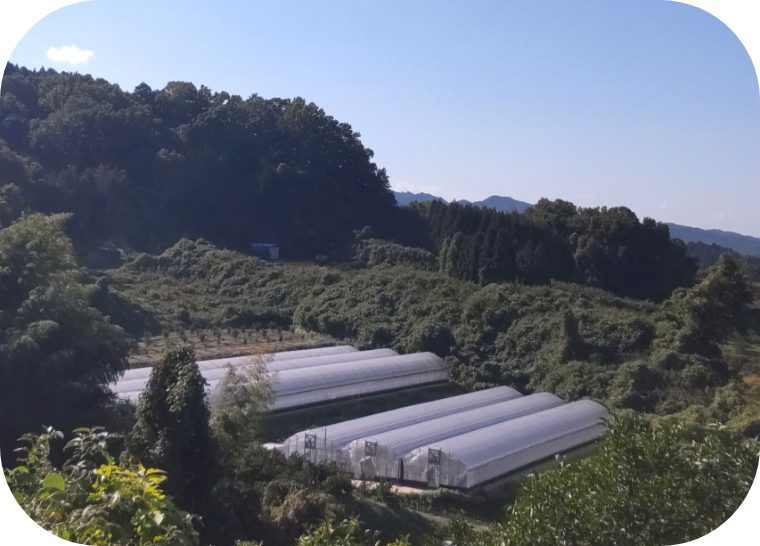 strawberryfarmそよかぜ 当園の写真