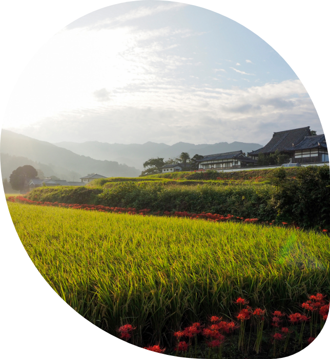 そよかぜは、ブランドいちご「あすかルビー」を奈良県明日香村で栽培しています。